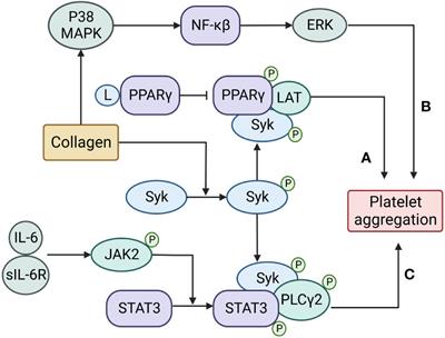 Transcription factors in megakaryocytes and platelets
